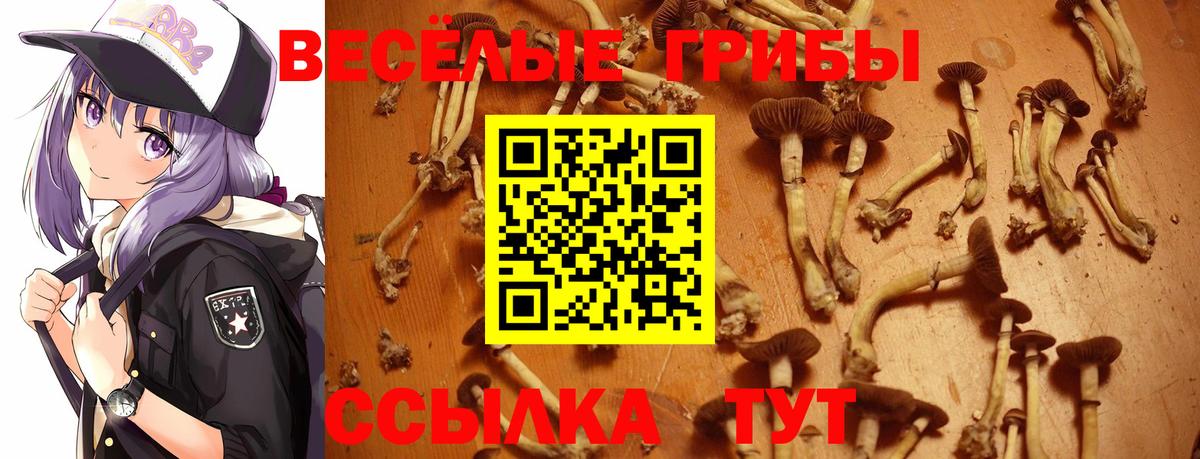 Псилоцибиновые грибы Psilocybe Обнинск
